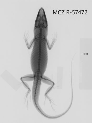 Media type: image;   Herpetology R-57472 Aspect: dorsoventral x-ray